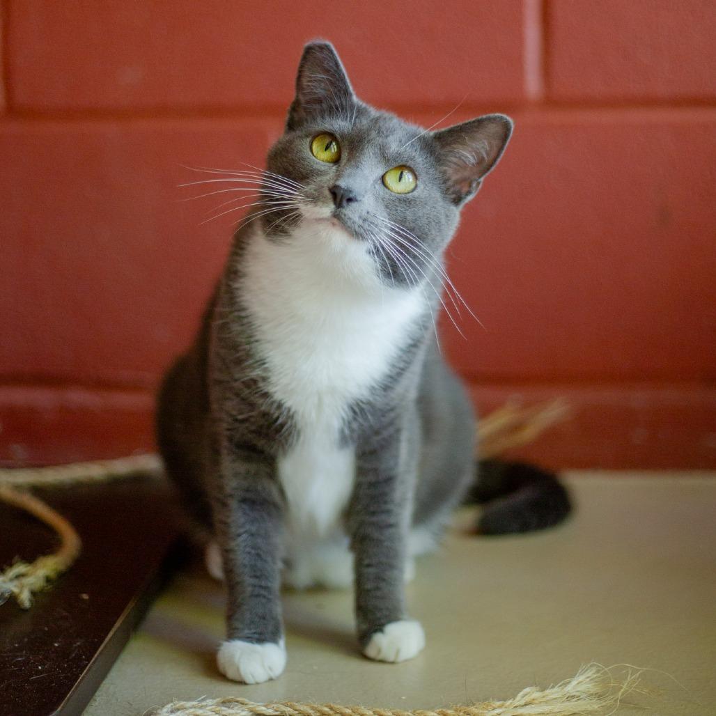 Gigi, Adoptable, Young Female Domestic Short Hair.