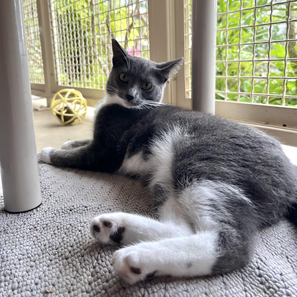 Enlarge Gigi, a Adoptable Domestic Short Hair in Kailua Kona, HI image 2/4