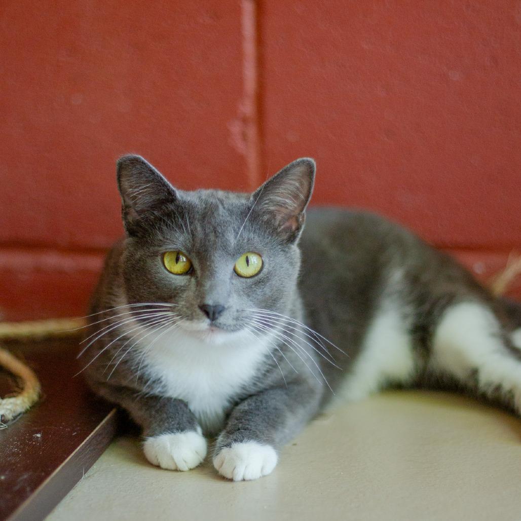 Enlarge Gigi, a Adoptable Domestic Short Hair in Kailua Kona, HI image 3/4