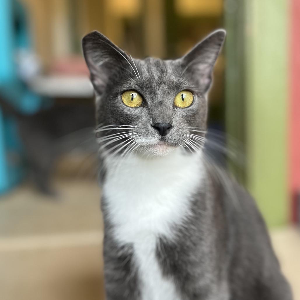 Enlarge Gigi, a Adoptable Domestic Short Hair in Kailua Kona, HI image 4/4