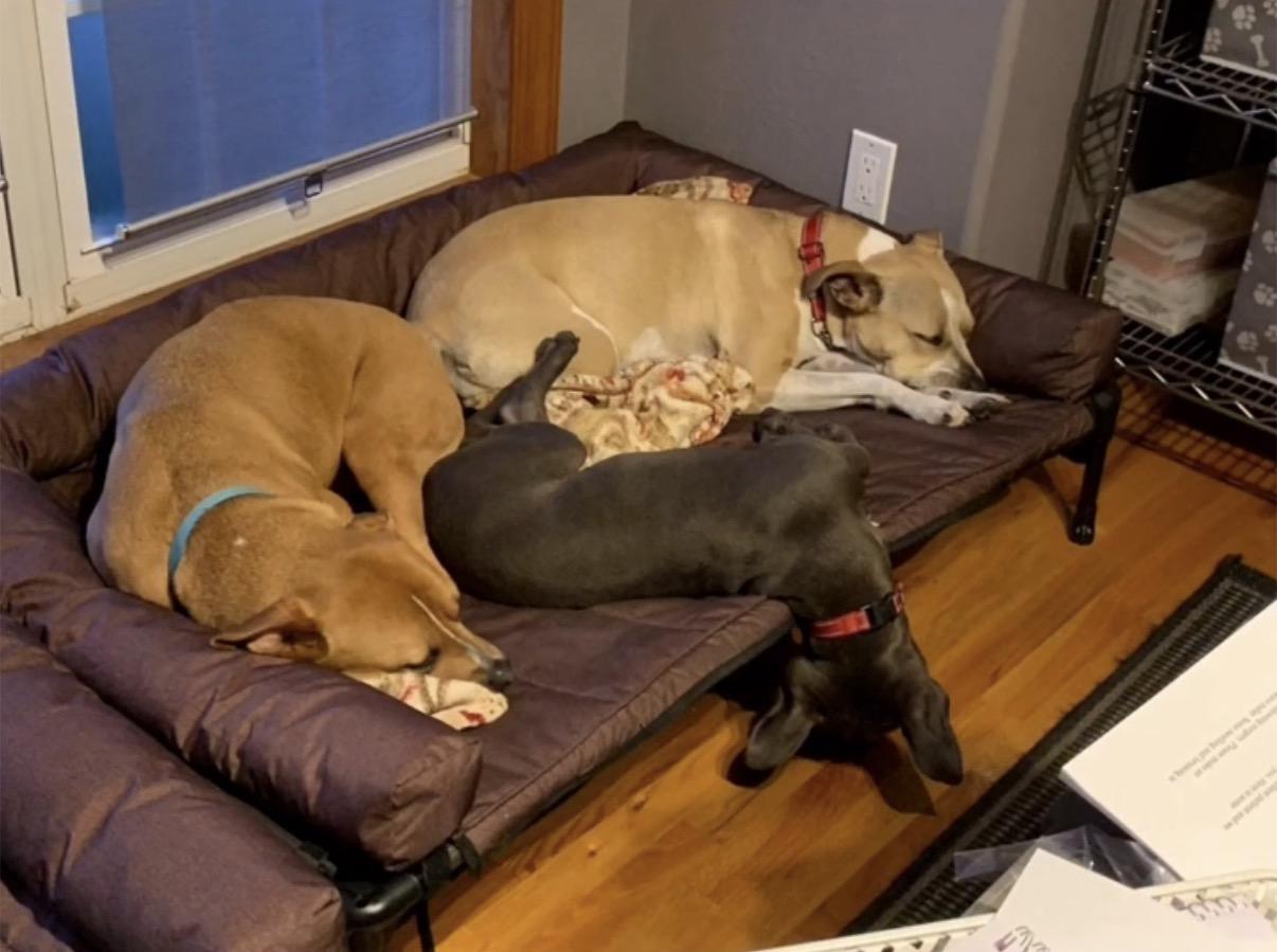 Enlarge Turbo , an adopted mixed breed in Douglas, MA image 5/6