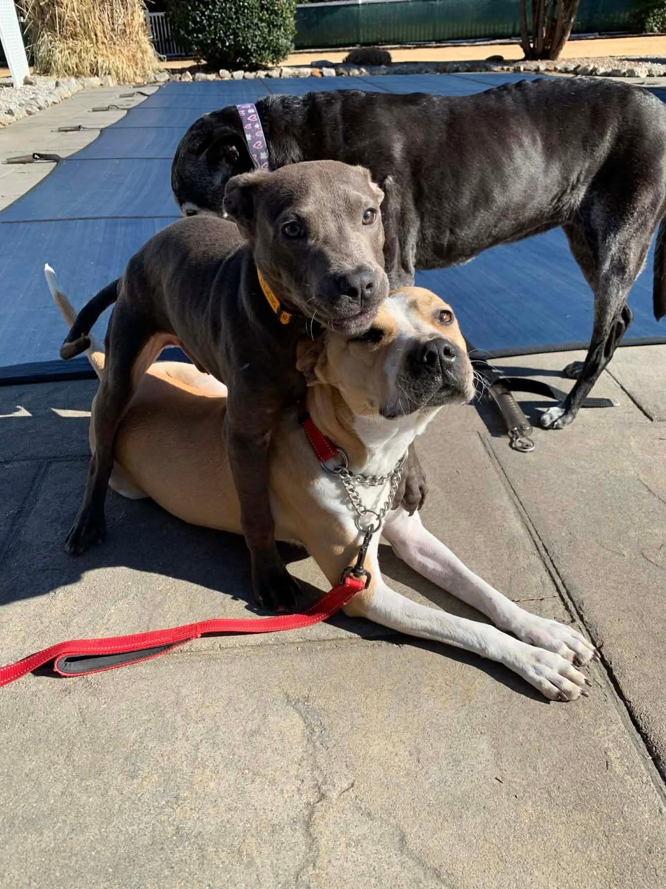 Enlarge Turbo , an adopted mixed breed in Douglas, MA image 4/6