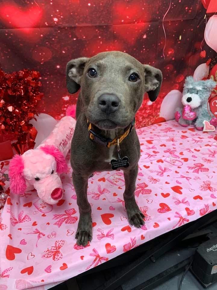 Turbo , adopted, Puppy Male Mixed Breed.