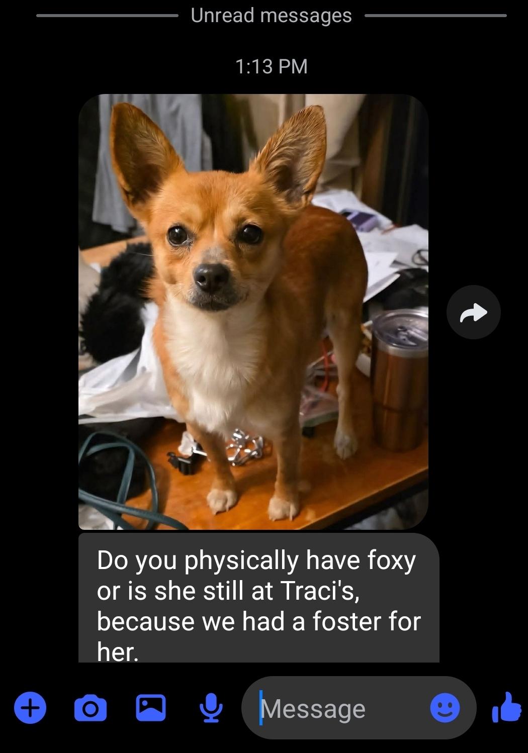 Enlarge Foxy, an adopted mixed breed in Milford, MI image 1/1