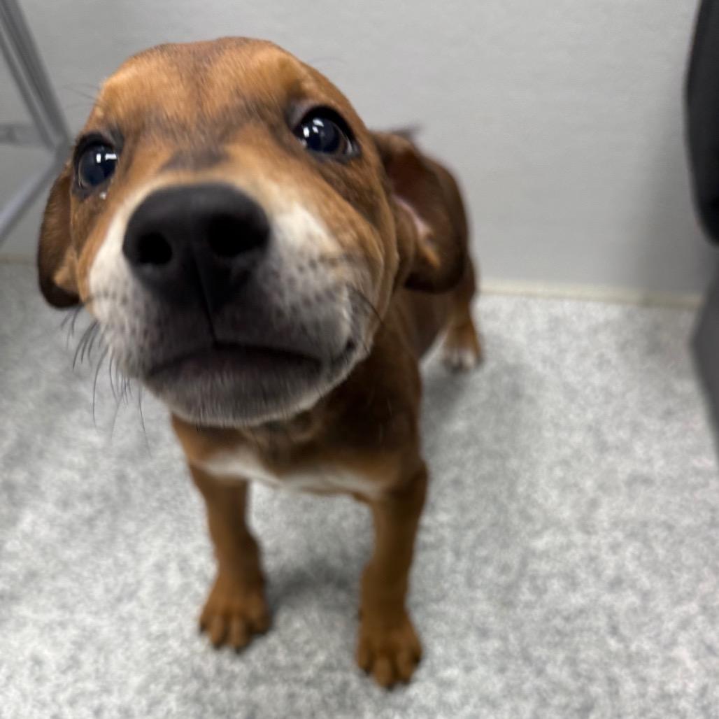 Sosa, a Adoptable Mixed Breed in Monticello, IA image 1/6