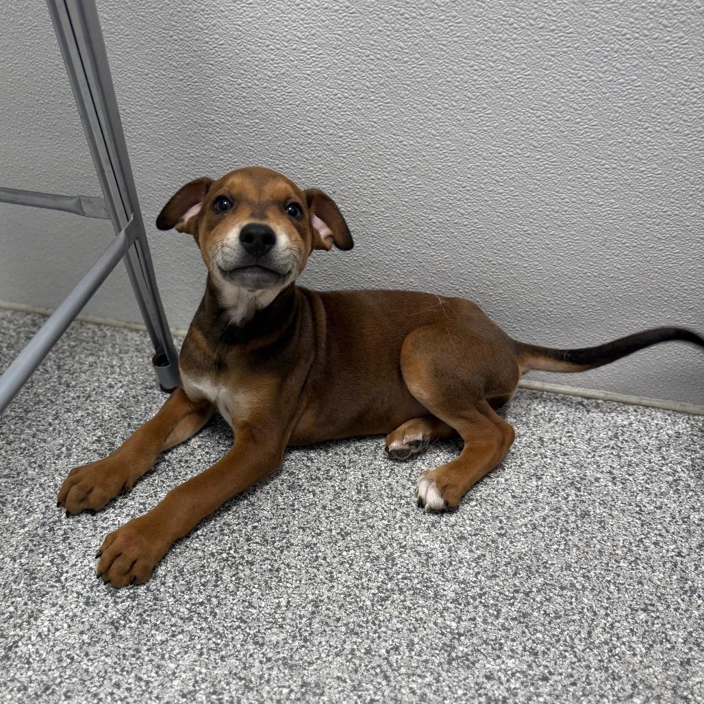 Sosa, a Adoptable Mixed Breed in Monticello, IA image 6/6