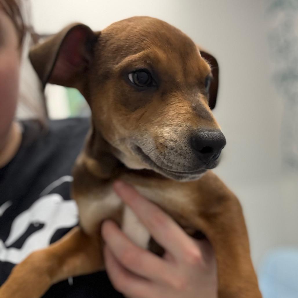 Sosa, a Adoptable Mixed Breed in Monticello, IA image 4/6