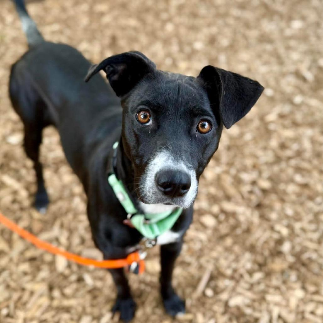 Opal, Adoptable, Young Female Mixed Breed.