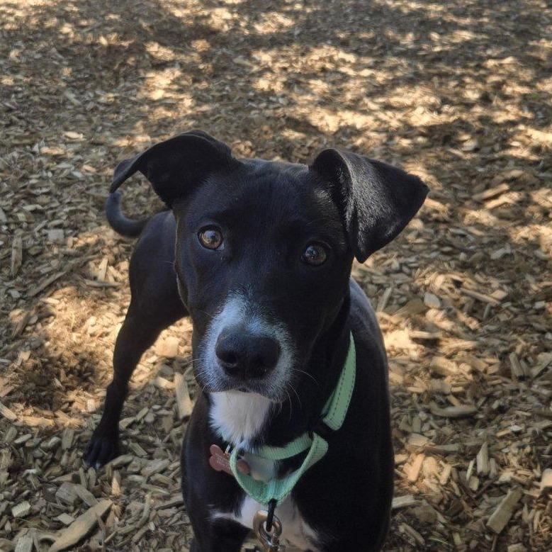 Opal, a Adoptable Mixed Breed in Tacoma, WA image 2/2