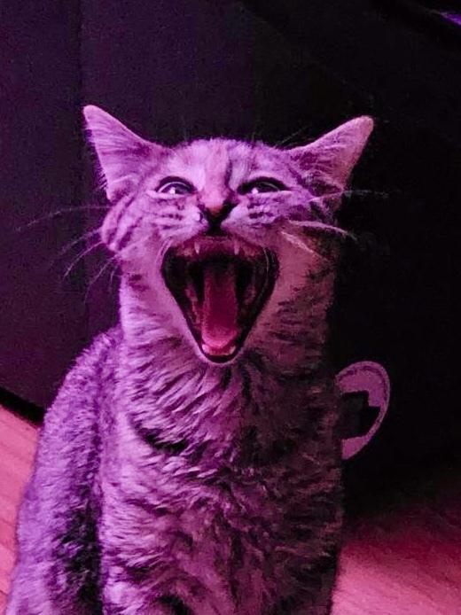 Orion Bonded Pair — thumbnail 2