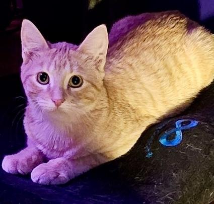 Orion Bonded Pair — thumbnail 3