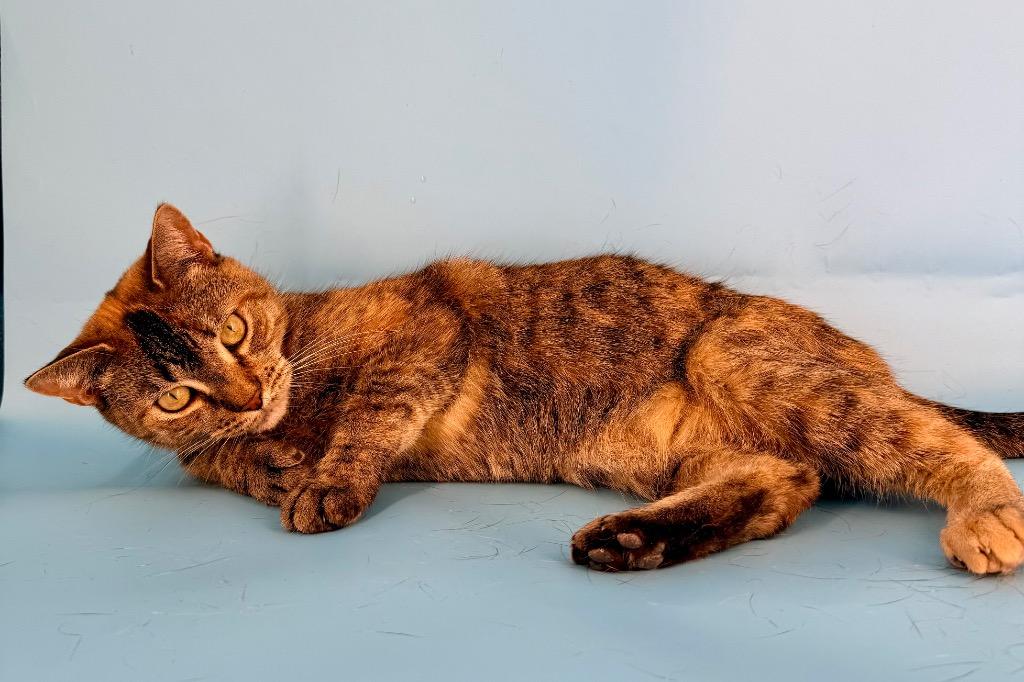 Enlarge Hazel, a Adoptable mixed breed in New York, NY image 1/6