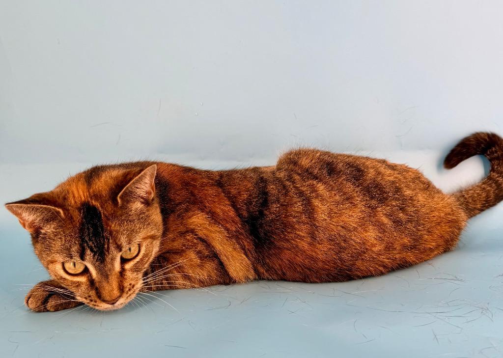 Enlarge Hazel, a Adoptable mixed breed in New York, NY image 3/6