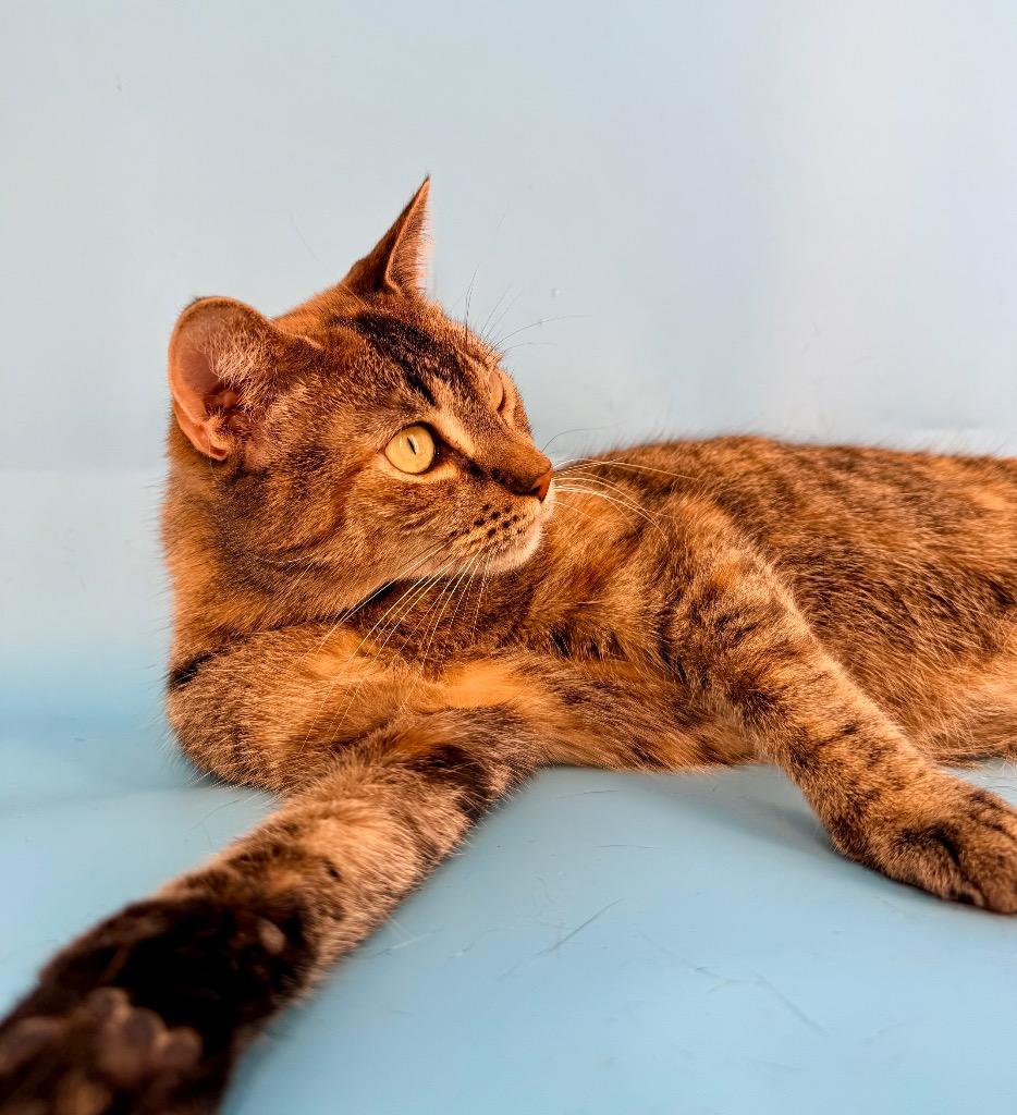 Enlarge Hazel, a Adoptable mixed breed in New York, NY image 6/6