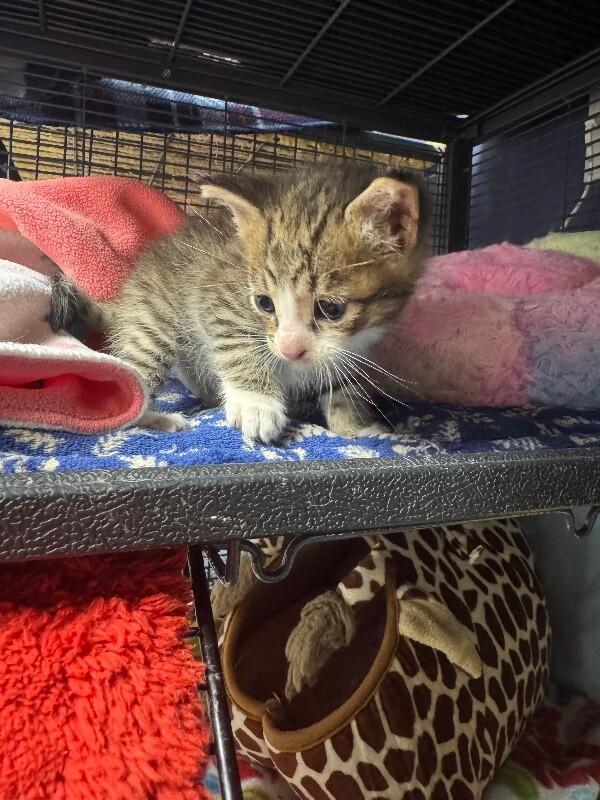 Nico, Adoptable, Kitten Male Domestic Short Hair.