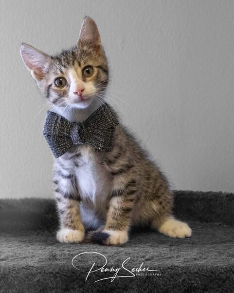 Enlarge Nico, a Adoptable Domestic Short Hair in Belton, MO image 2/5