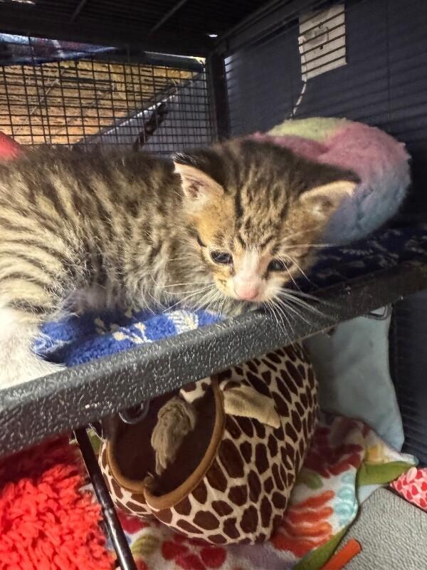 Enlarge Nico, a Adoptable Domestic Short Hair in Belton, MO image 3/5