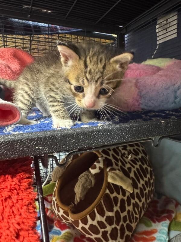 Enlarge Nico, a Adoptable Domestic Short Hair in Belton, MO image 4/5