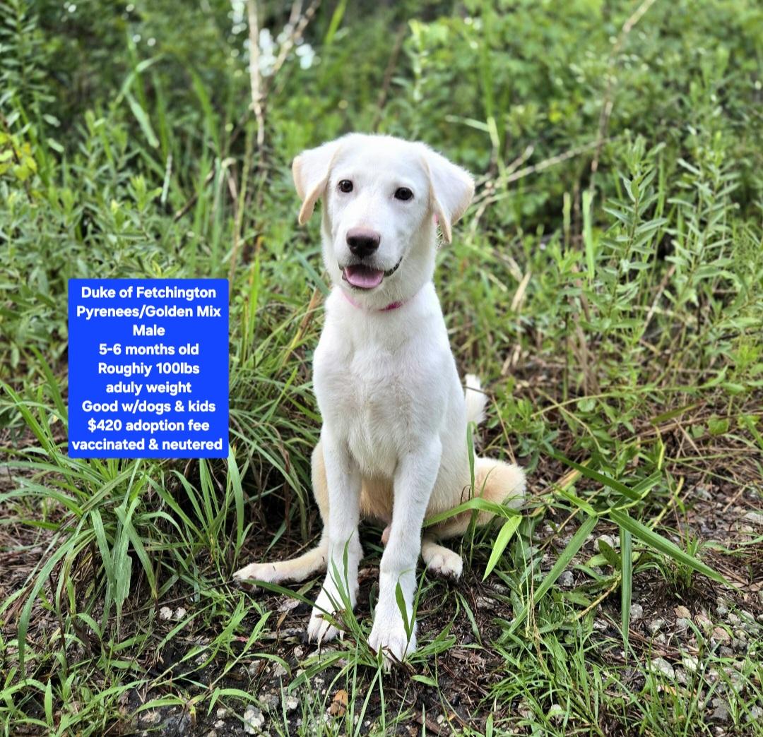 Enlarge Duke of Fetchington, a ADOPTABLE mixed breed in Oviedo, FL image 1/1