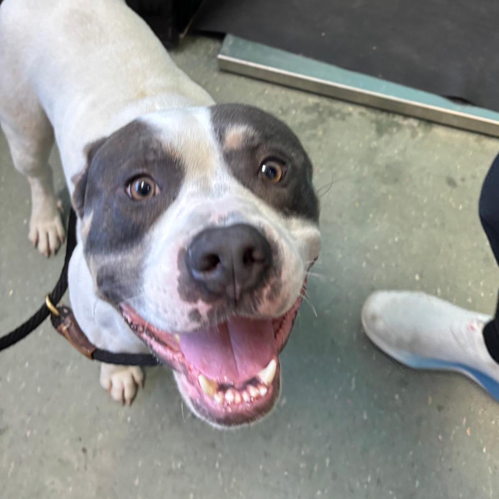 Kane, Adoptable, Adult Male Terrier & Terrier.