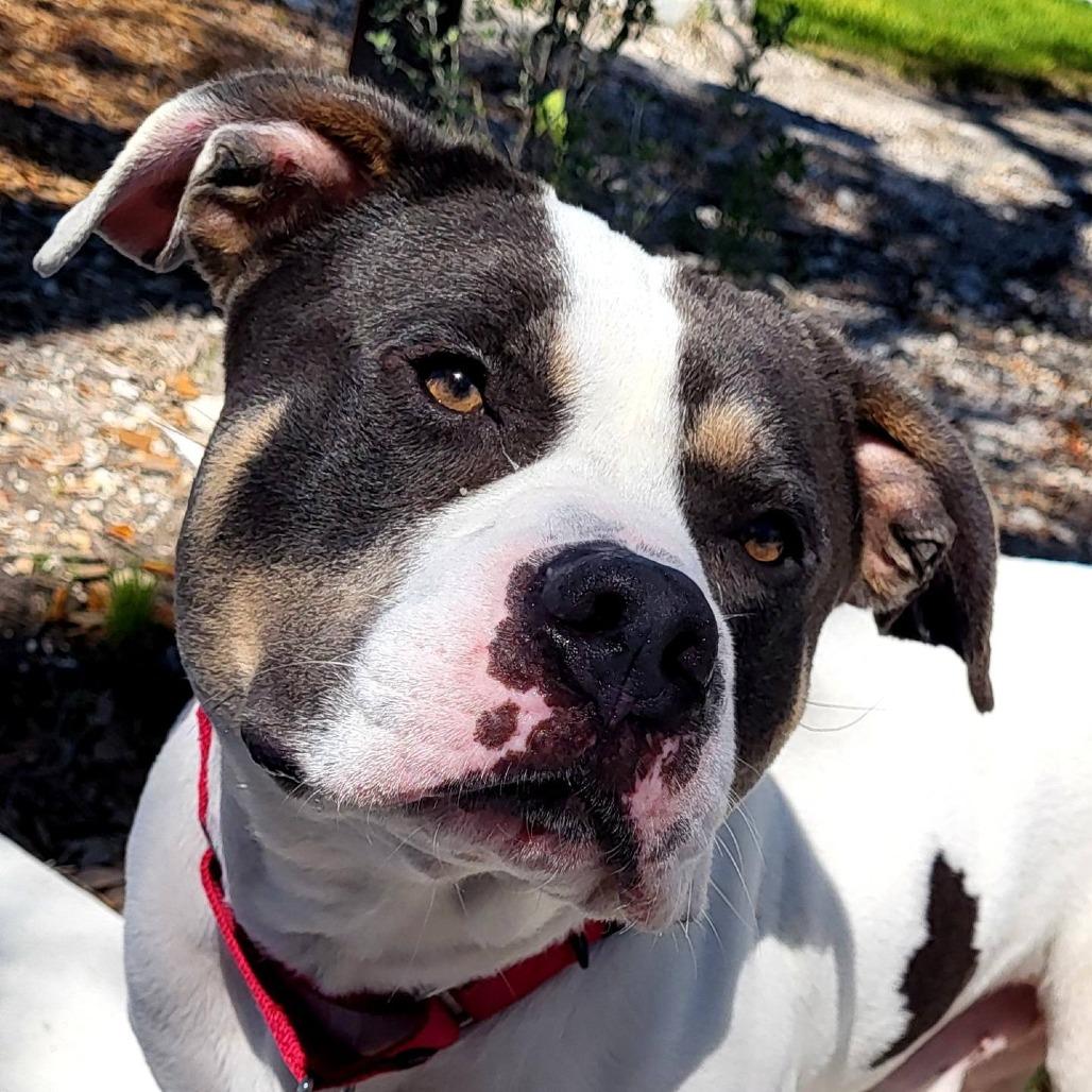 Enlarge Kane, a Adoptable mixed breed in Clearwater, FL image 2/6