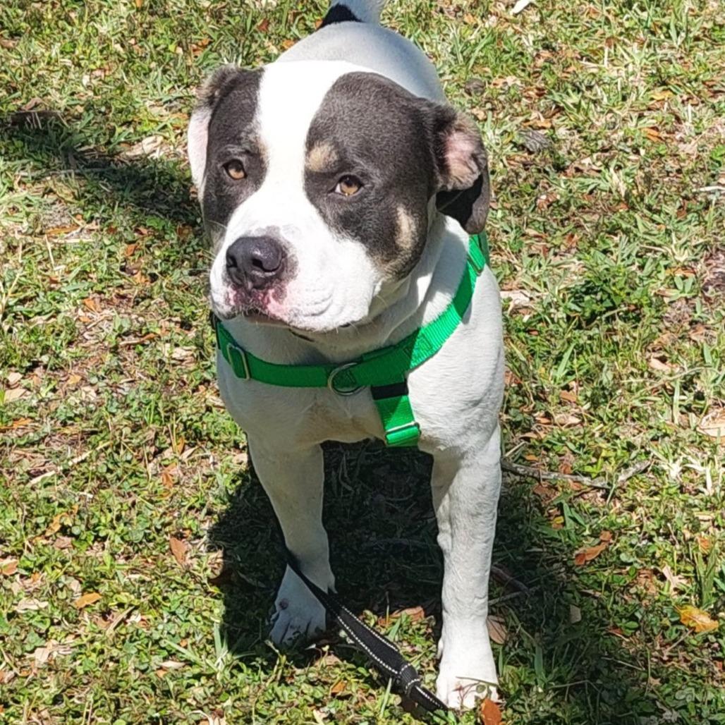 Enlarge Kane, a Adoptable mixed breed in Clearwater, FL image 3/6