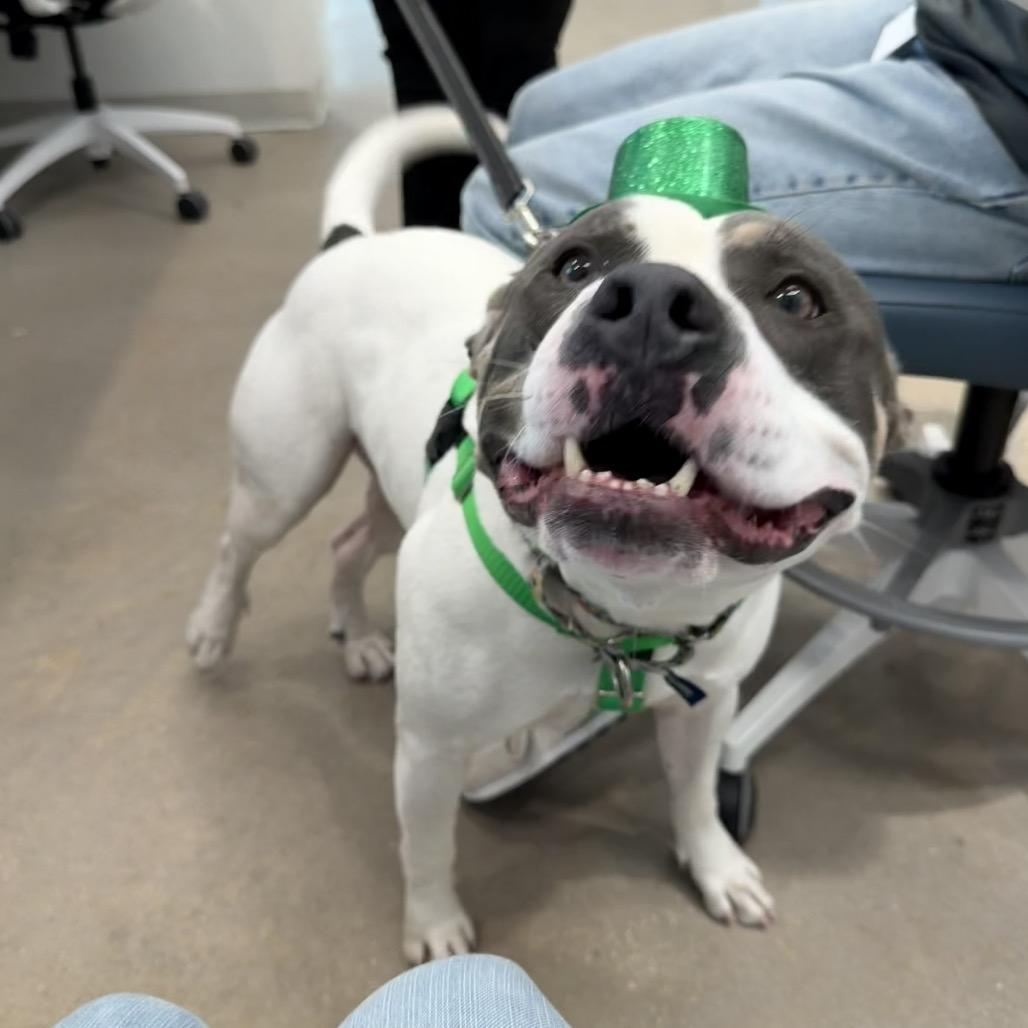 Enlarge Kane, a Adoptable mixed breed in Clearwater, FL image 4/6