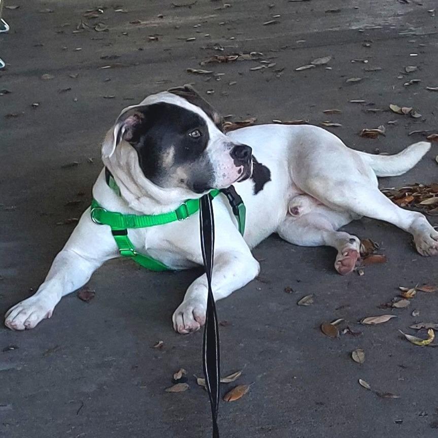 Enlarge Kane, a Adoptable mixed breed in Clearwater, FL image 5/6