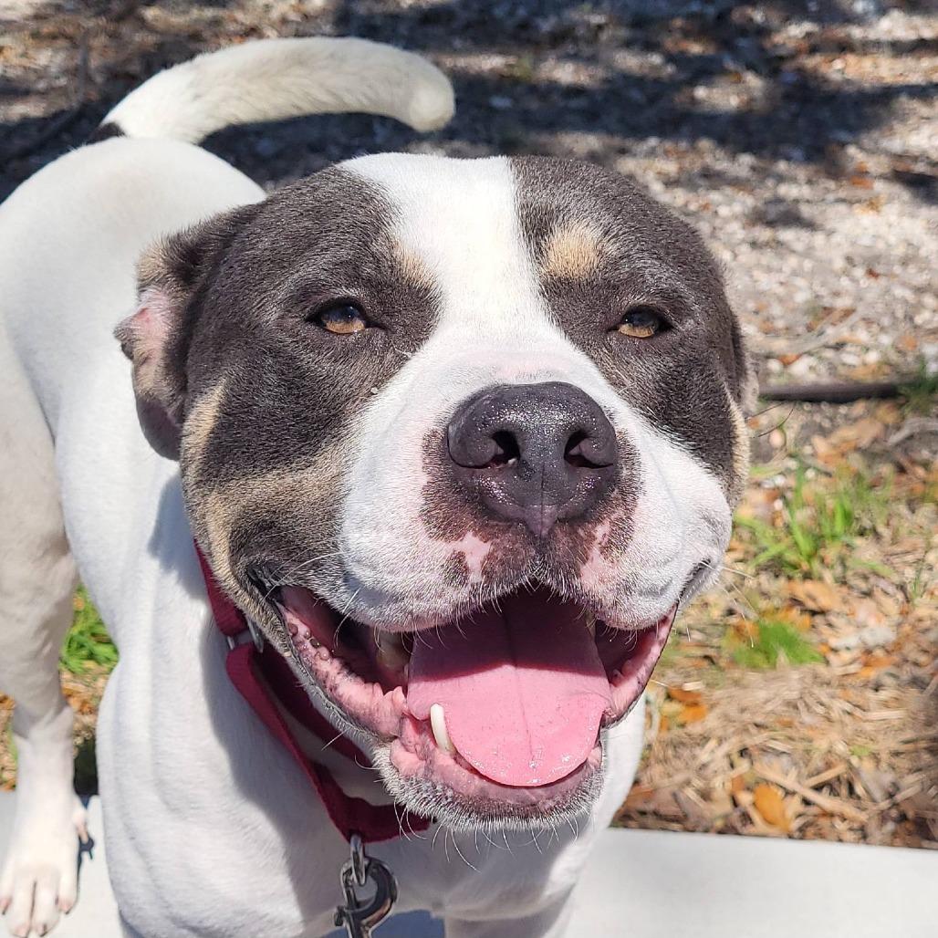 Enlarge Kane, a Adoptable mixed breed in Clearwater, FL image 6/6