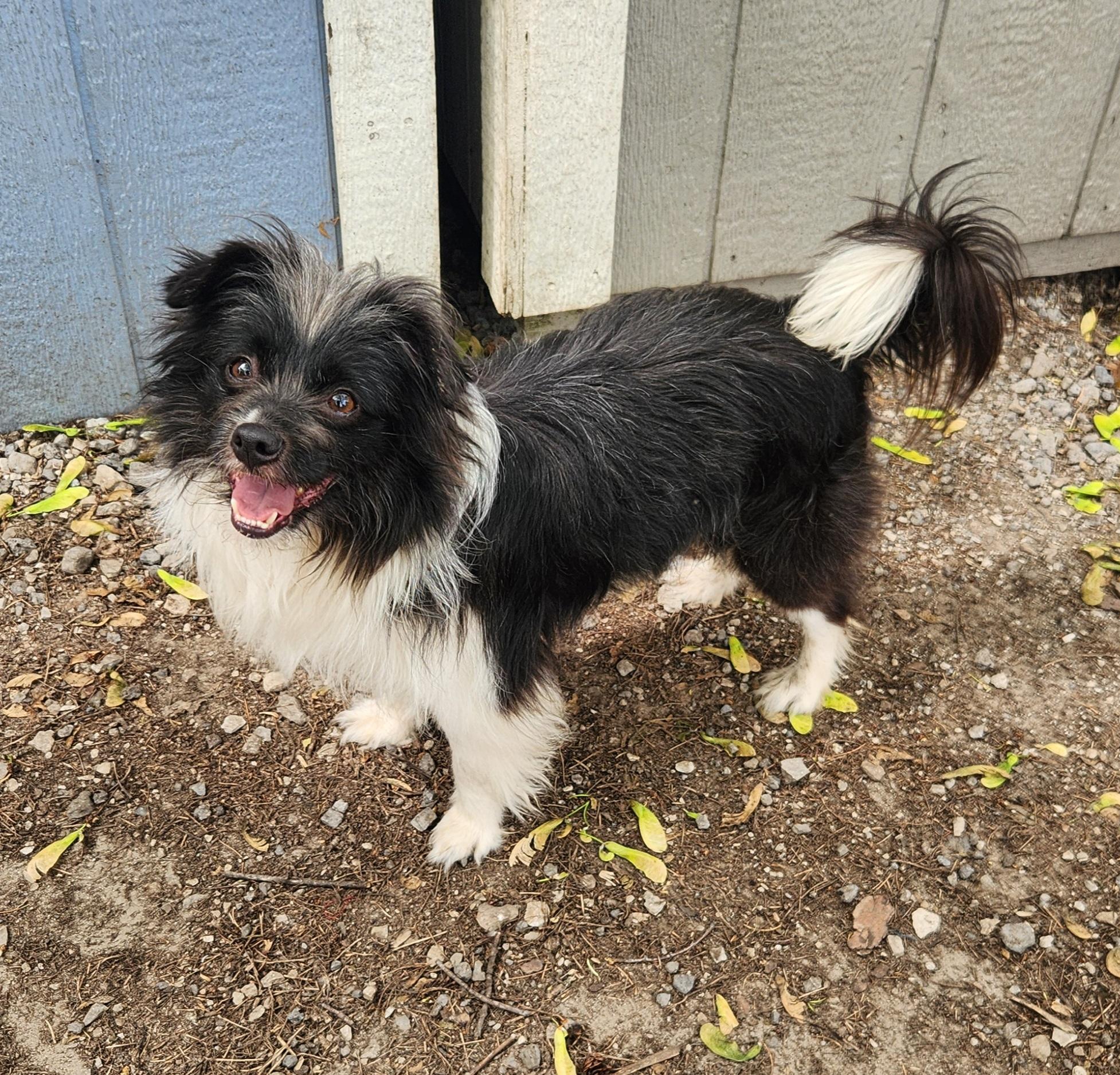 Enlarge Pierre, a ADOPTABLE mixed breed in Liberty Center, OH image 2/6