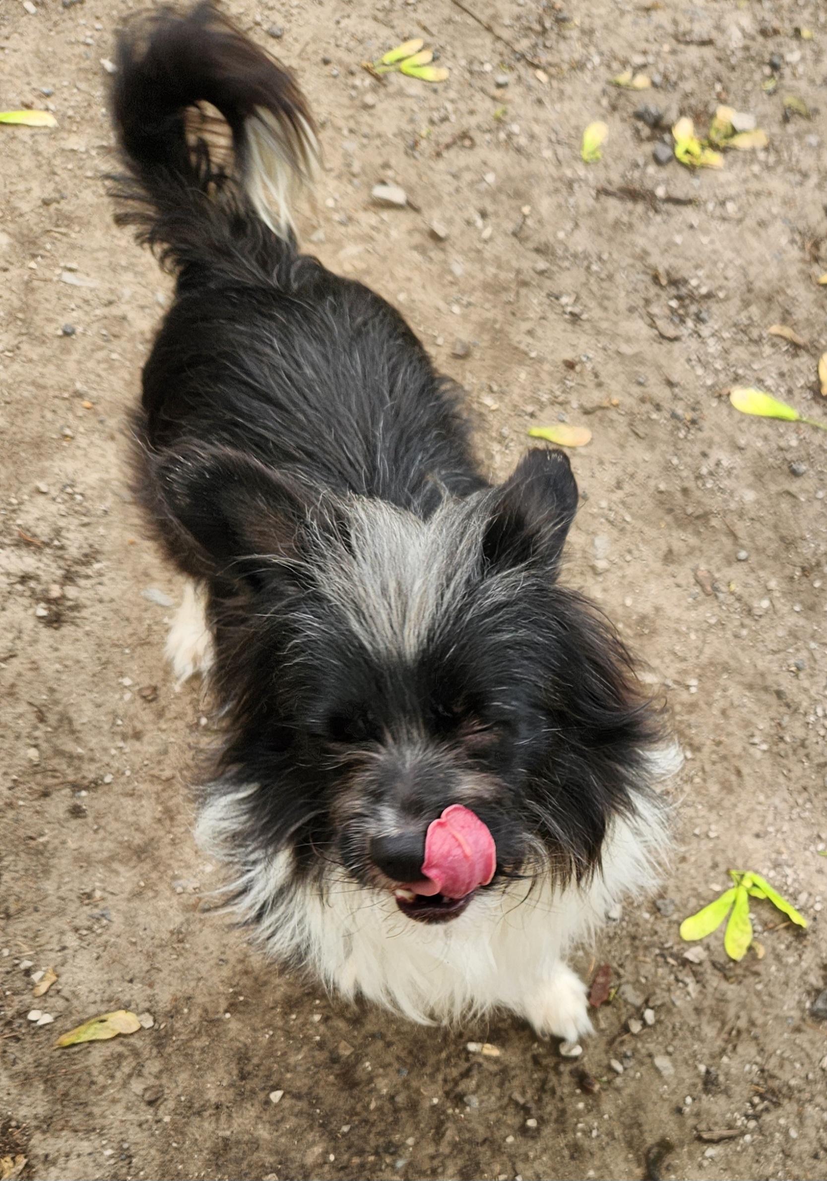 Enlarge Pierre, a ADOPTABLE mixed breed in Liberty Center, OH image 6/6