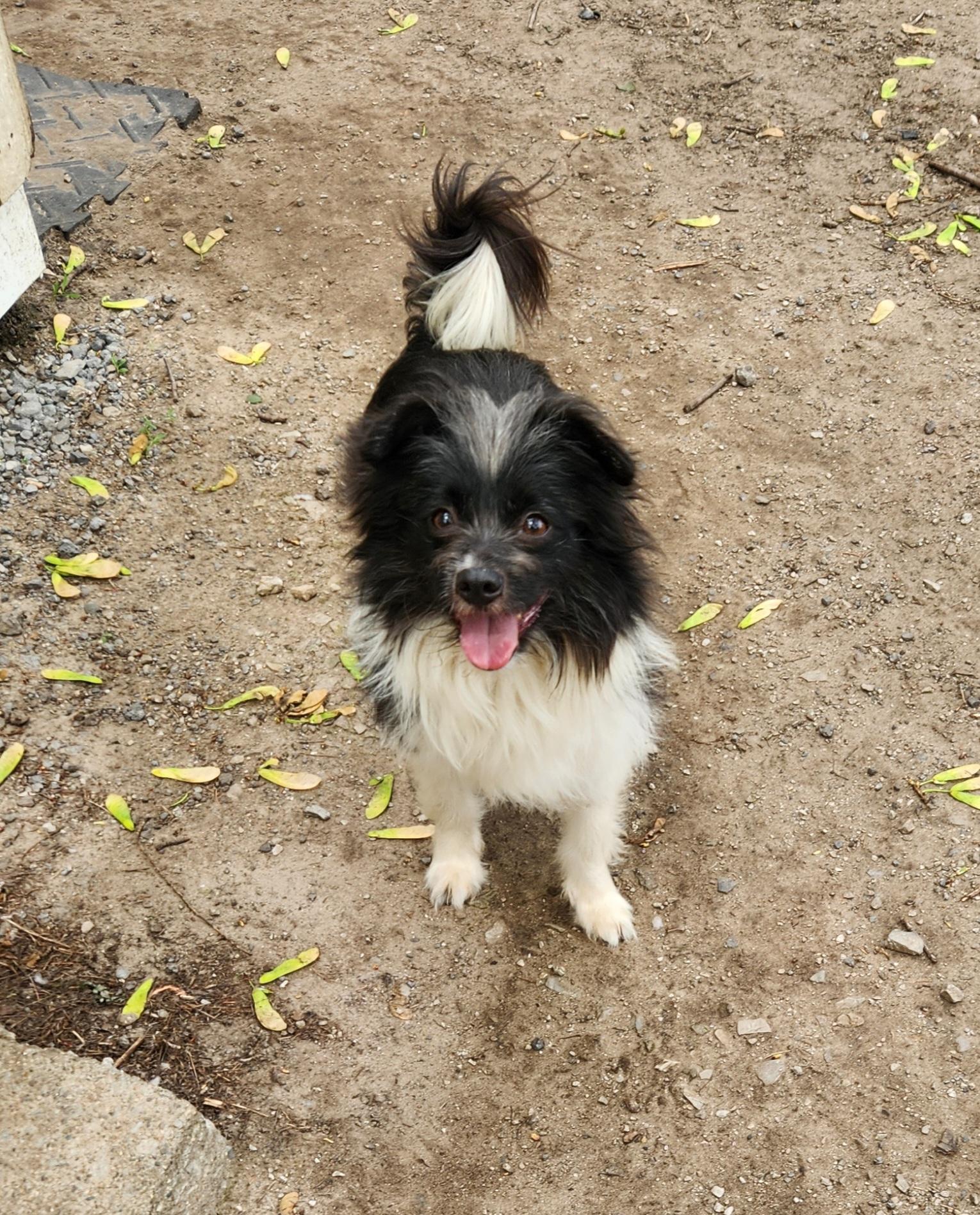 Enlarge Pierre, a ADOPTABLE mixed breed in Liberty Center, OH image 5/6
