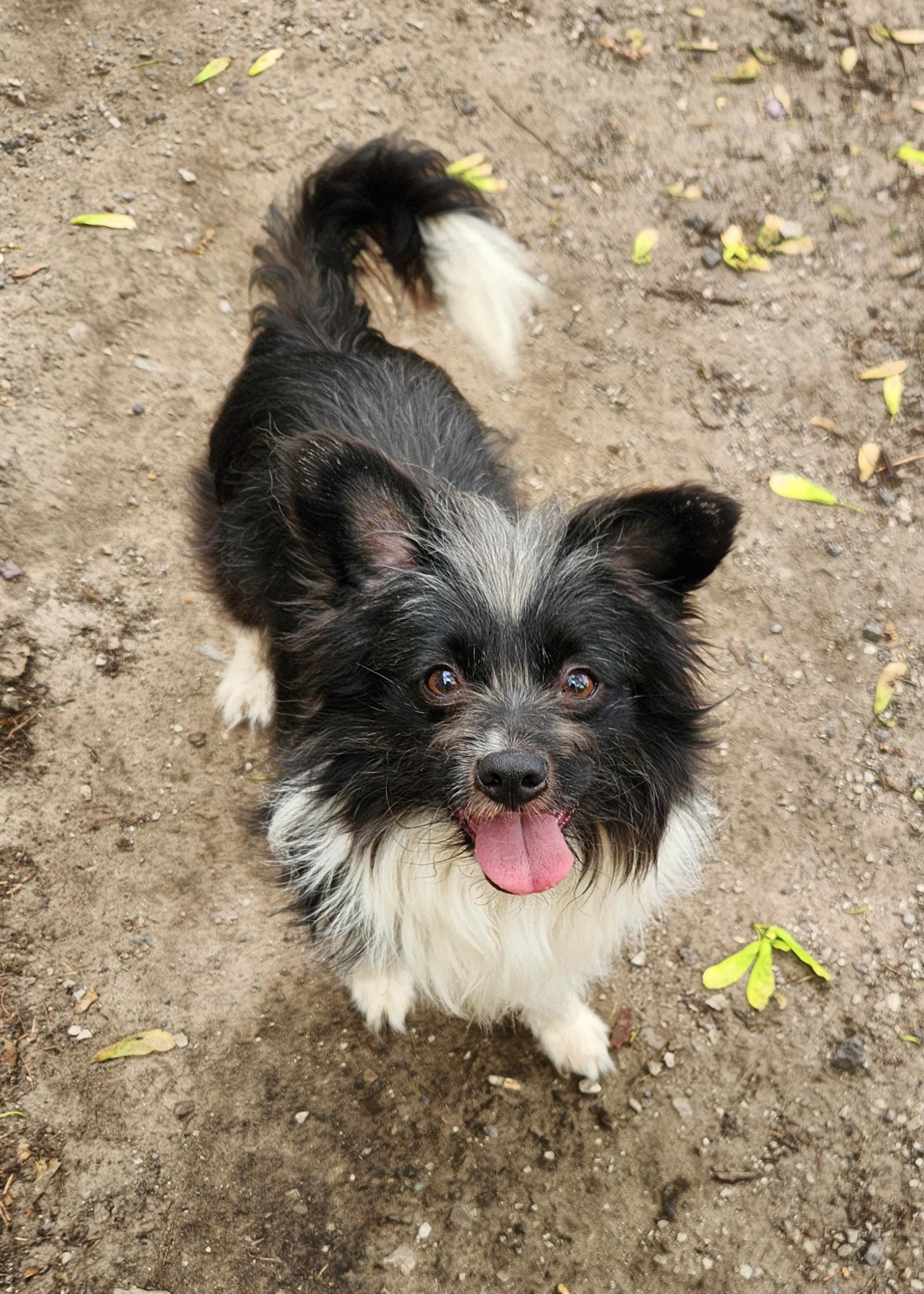 Pierre, ADOPTABLE, Young Male Pomeranian & Shetland Sheepdog / Sheltie.