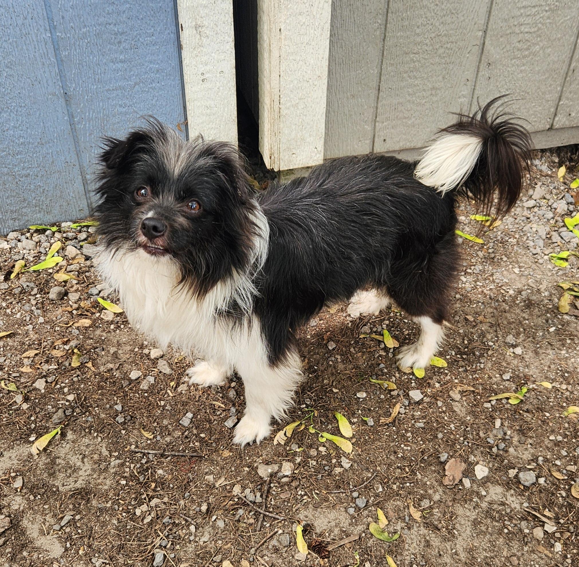Enlarge Pierre, a ADOPTABLE mixed breed in Liberty Center, OH image 4/6