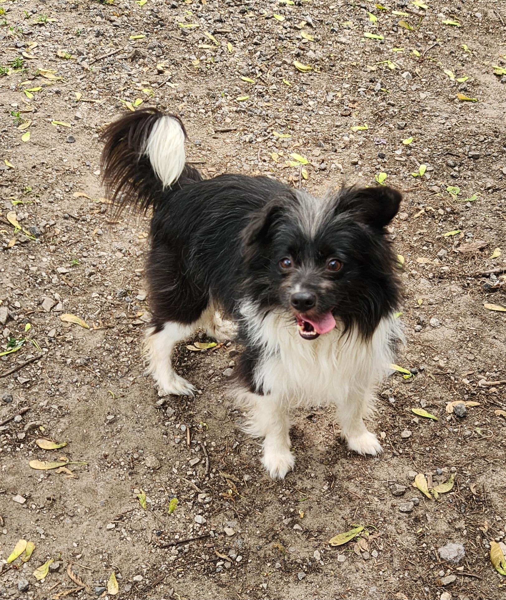 Enlarge Pierre, a ADOPTABLE mixed breed in Liberty Center, OH image 3/6