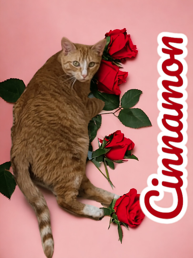 Enlarge Cinnamon, a Adoptable American Shorthair in Murrells Inlet, SC image 1/1