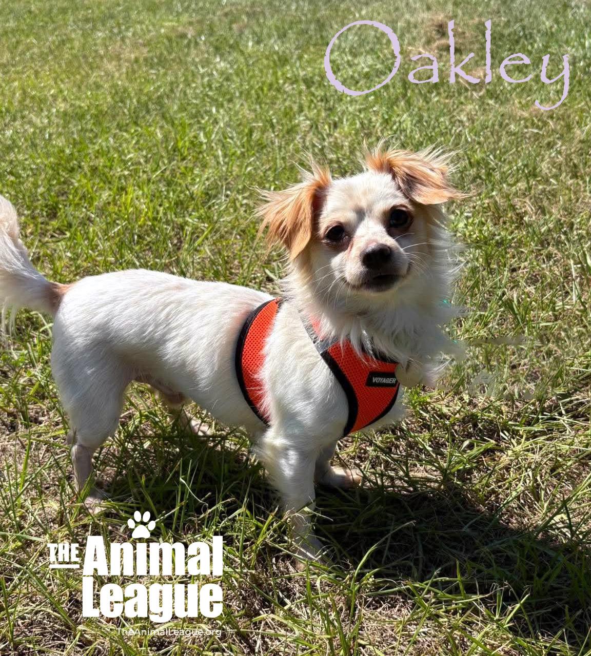 Enlarge Oakley, a Adoptable mixed breed in Groveland, FL image 1/4