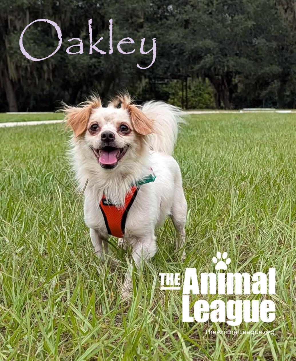 Enlarge Oakley, a Adoptable mixed breed in Groveland, FL image 2/4