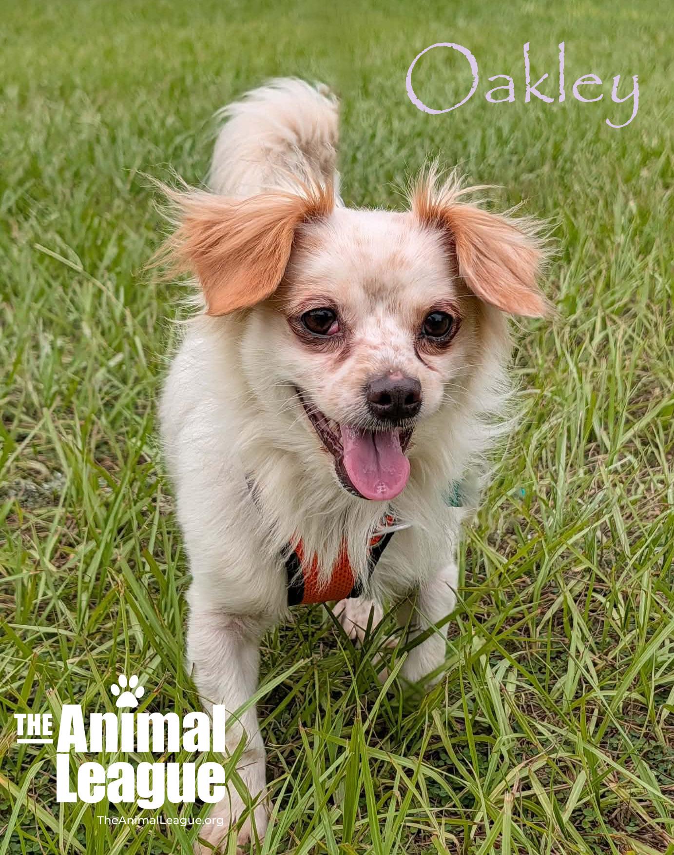 Enlarge Oakley, a Adoptable mixed breed in Groveland, FL image 3/4