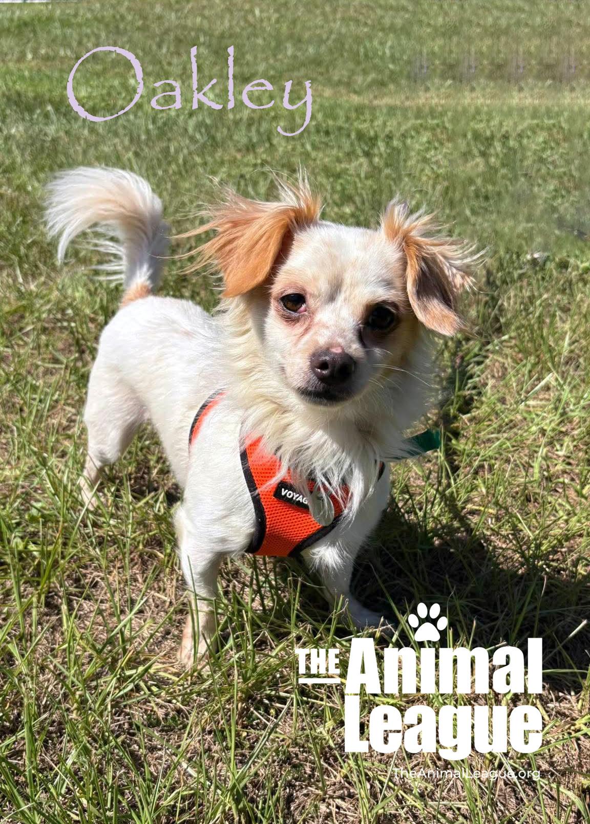 Enlarge Oakley, a Adoptable mixed breed in Groveland, FL image 4/4