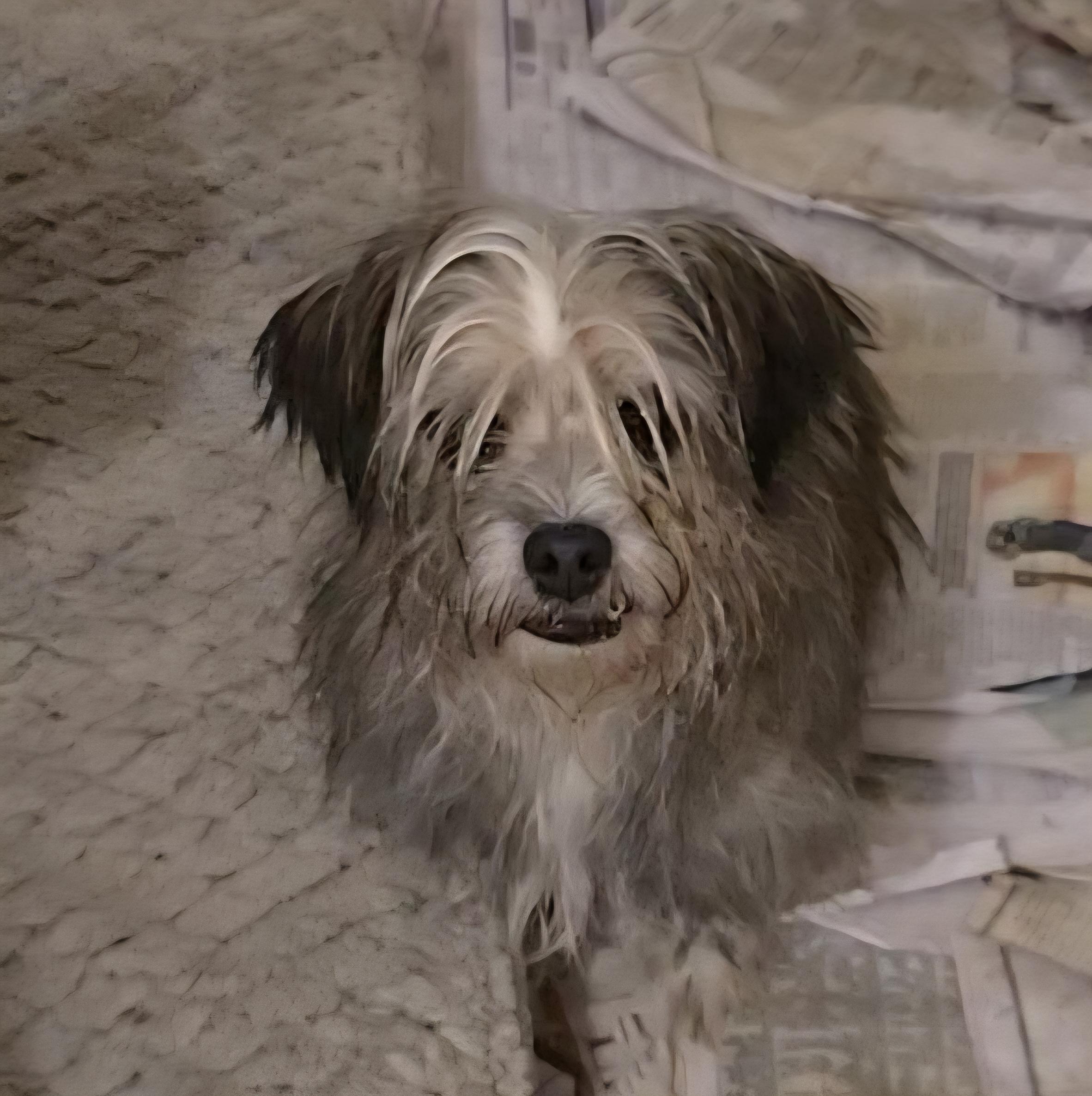 Enlarge Lilo, a ADOPTABLE Shorkie in LaGrange, IN image 2/6