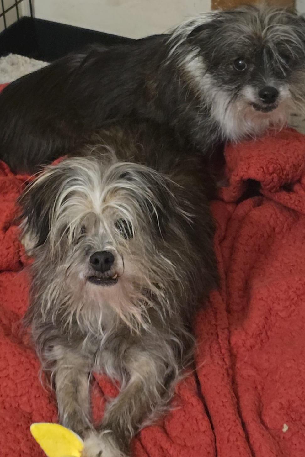 Enlarge Lilo, a ADOPTABLE Shorkie in LaGrange, IN image 4/6