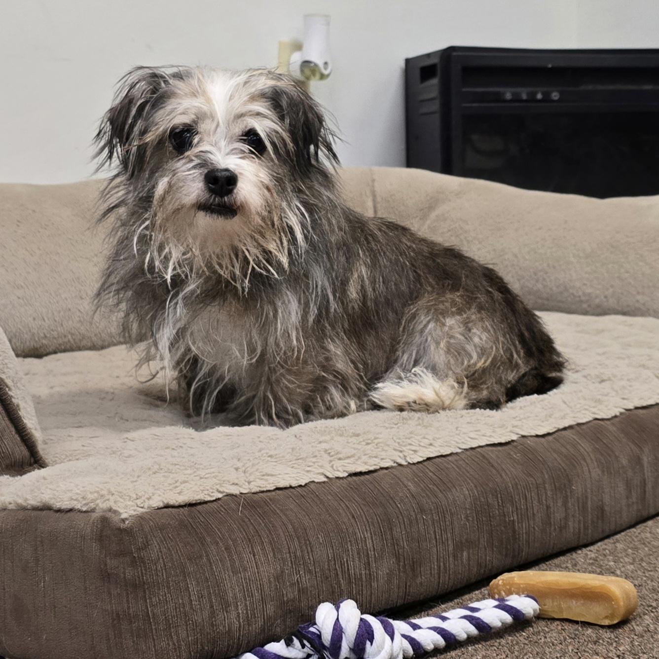 Lilo, ADOPTABLE, Adult Female Shorkie.