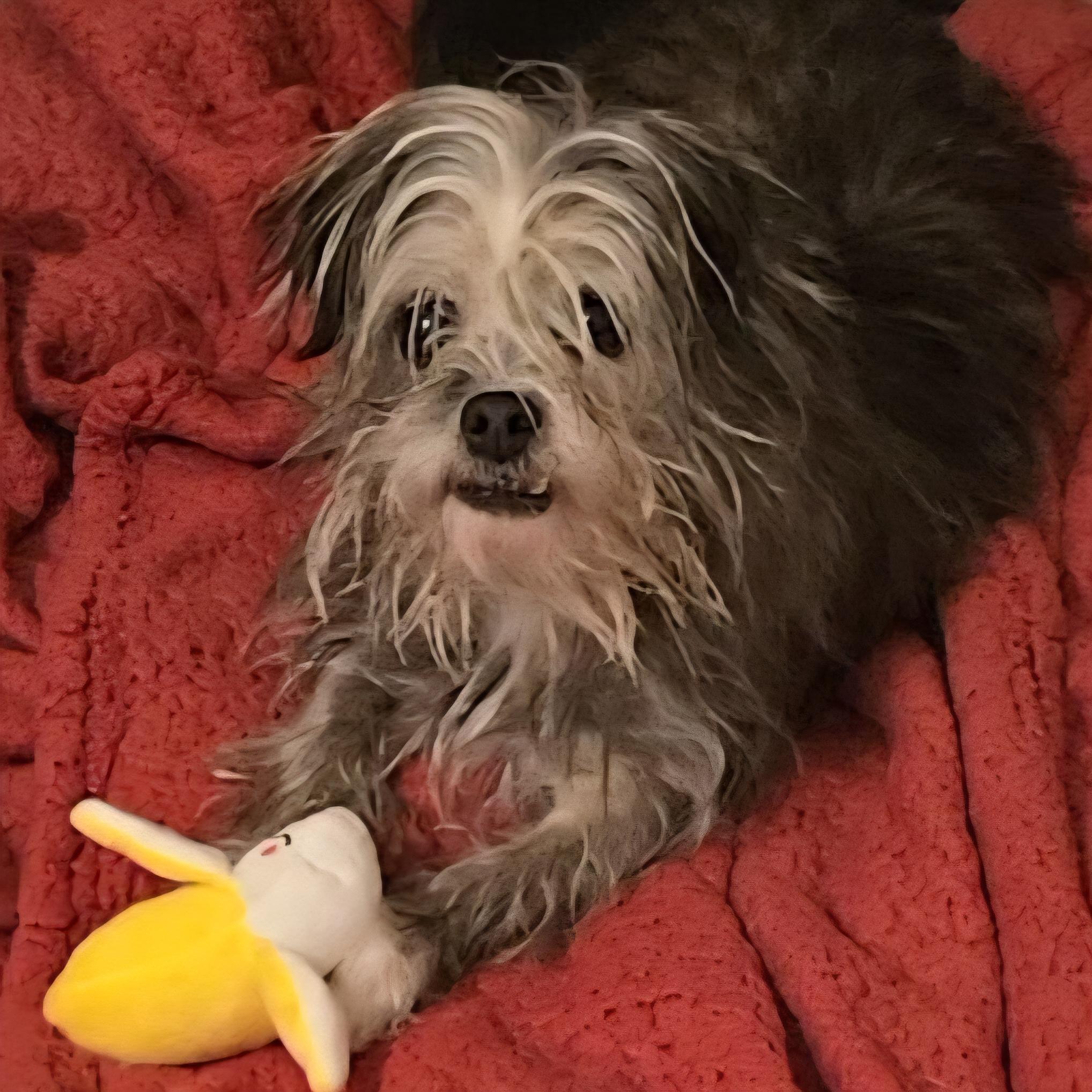 Enlarge Lilo, a ADOPTABLE Shorkie in LaGrange, IN image 5/6