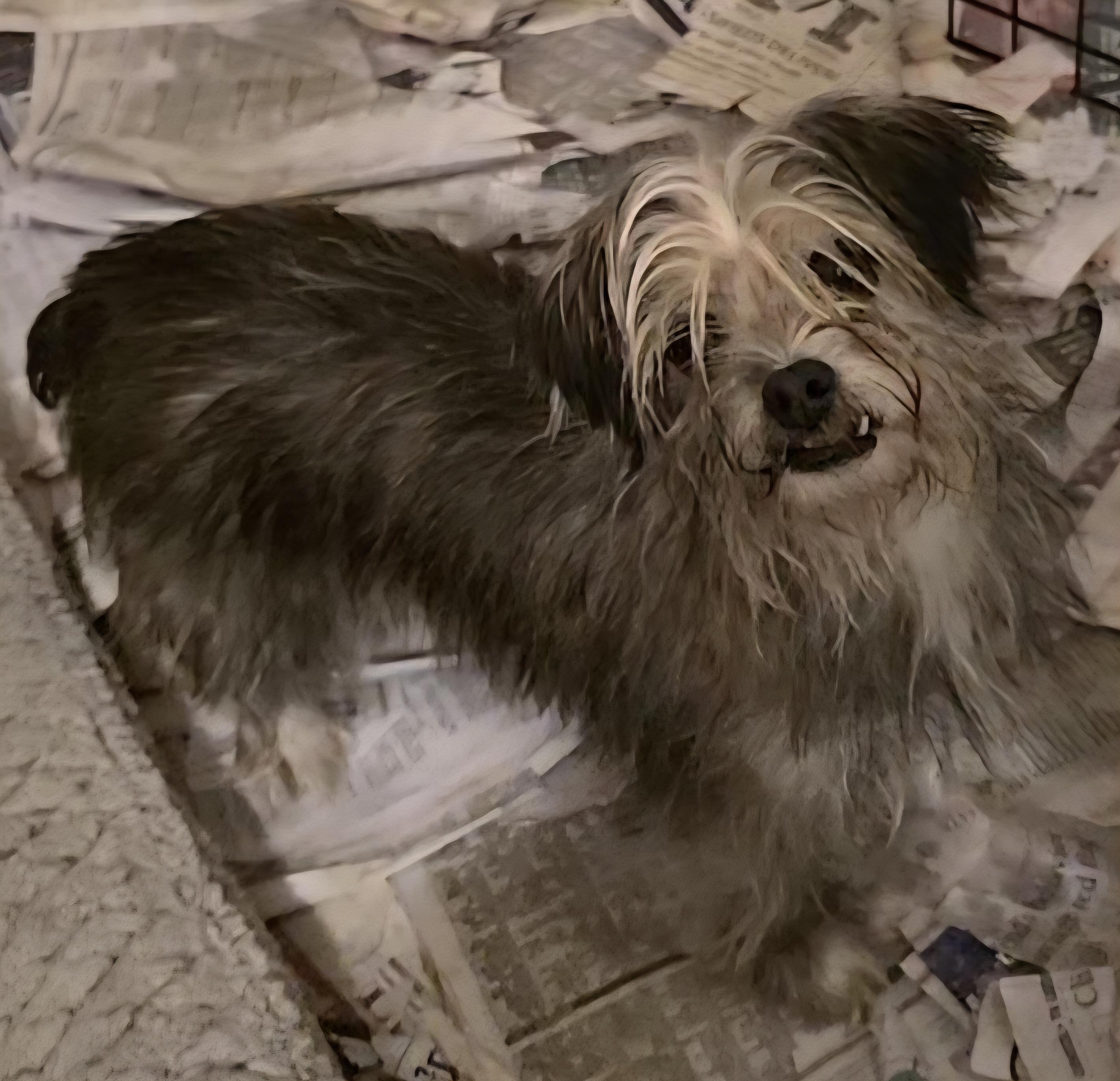 Enlarge Lilo, a ADOPTABLE Shorkie in LaGrange, IN image 3/6