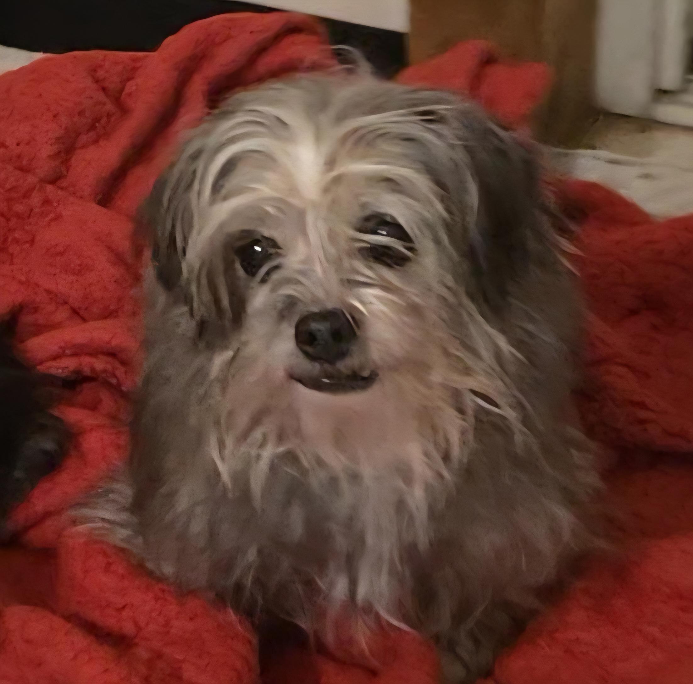 Enlarge Lilo, a ADOPTABLE Shorkie in LaGrange, IN image 1/6