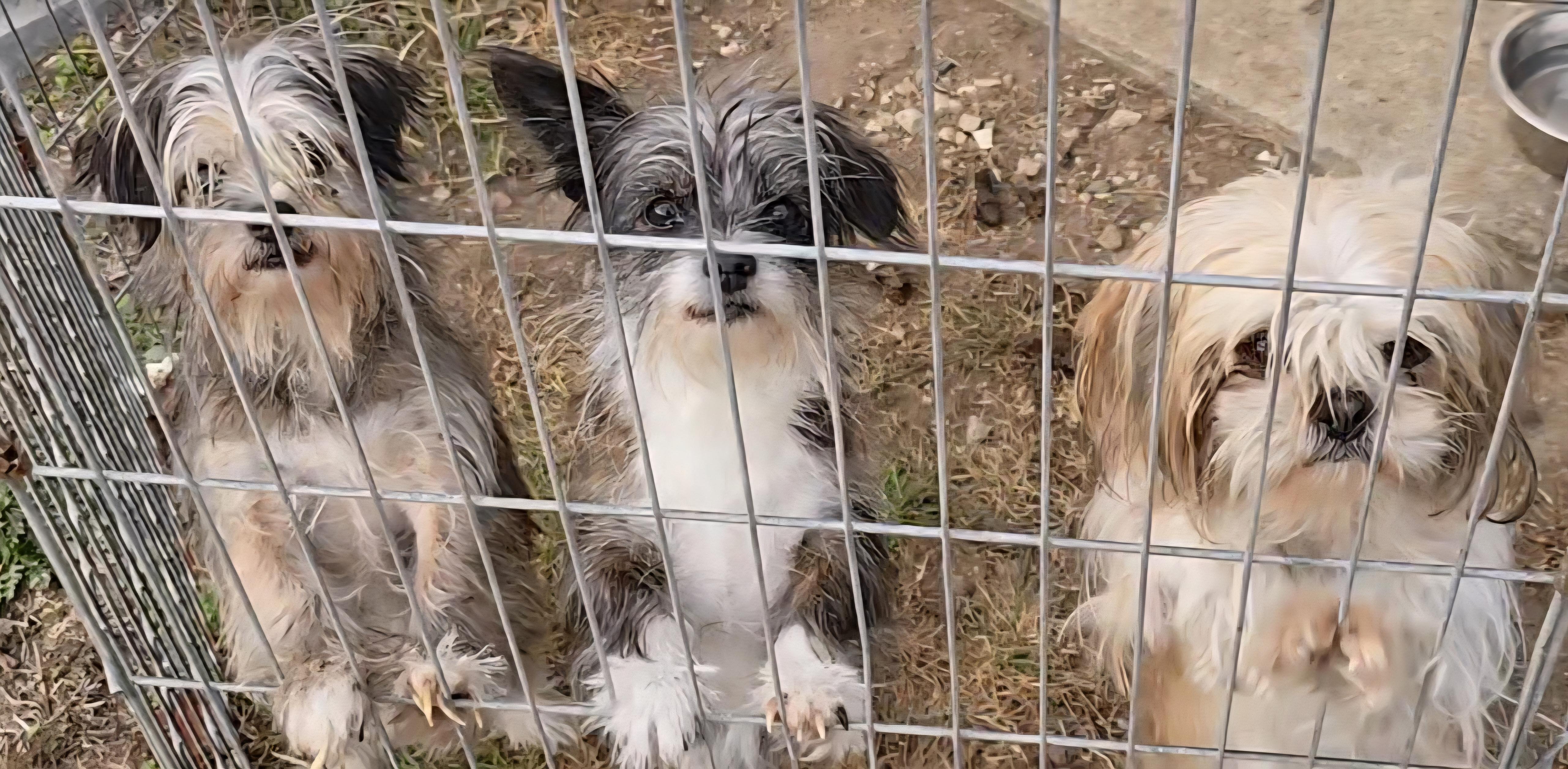 Enlarge Lilo, a ADOPTABLE Shorkie in LaGrange, IN image 6/6