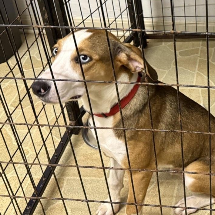 Enlarge Twix, a Adoptable mixed breed in Owensboro, KY image 4/4