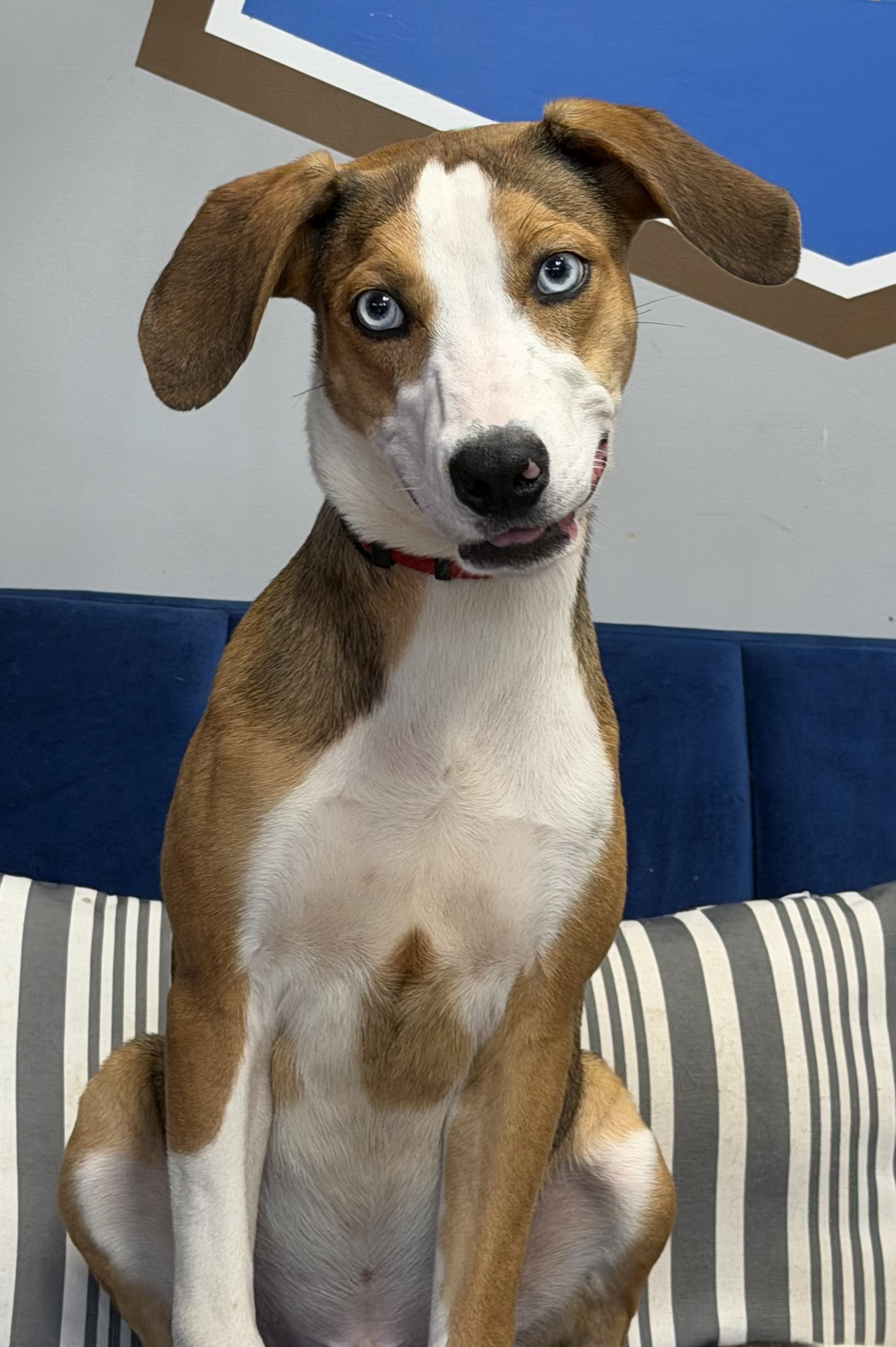 Enlarge Twix, a Adoptable mixed breed in Owensboro, KY image 2/4