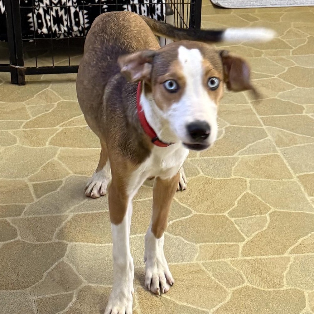 Enlarge Twix, a Adoptable mixed breed in Owensboro, KY image 3/4